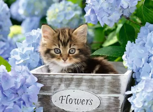 Ravensberger Matratzen Kinderpuzzle ab 9 Jahren - Kleine Katze - 300 Teile Fabrik Onlineshop