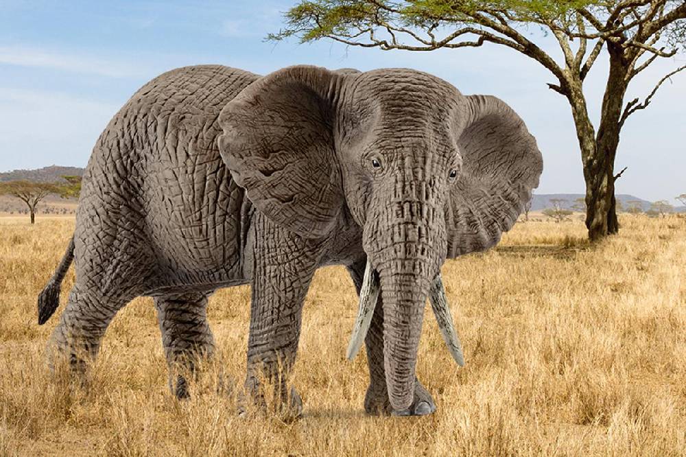 Schleich Afrikanische Elefantenkuh Angebote