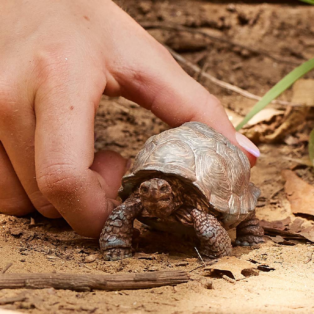 Schleich Riesenschildkröte Sonderangebot