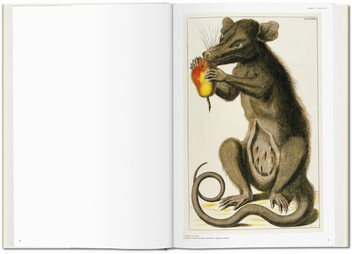 TASCHEN Seba. Cabinet of Natural Curiosities Vierteljährliche Förderung