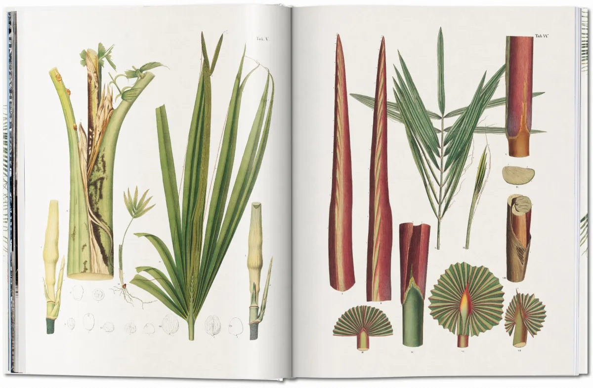 TASCHEN Martius. The Book of Palms Rabatte dieses Monats