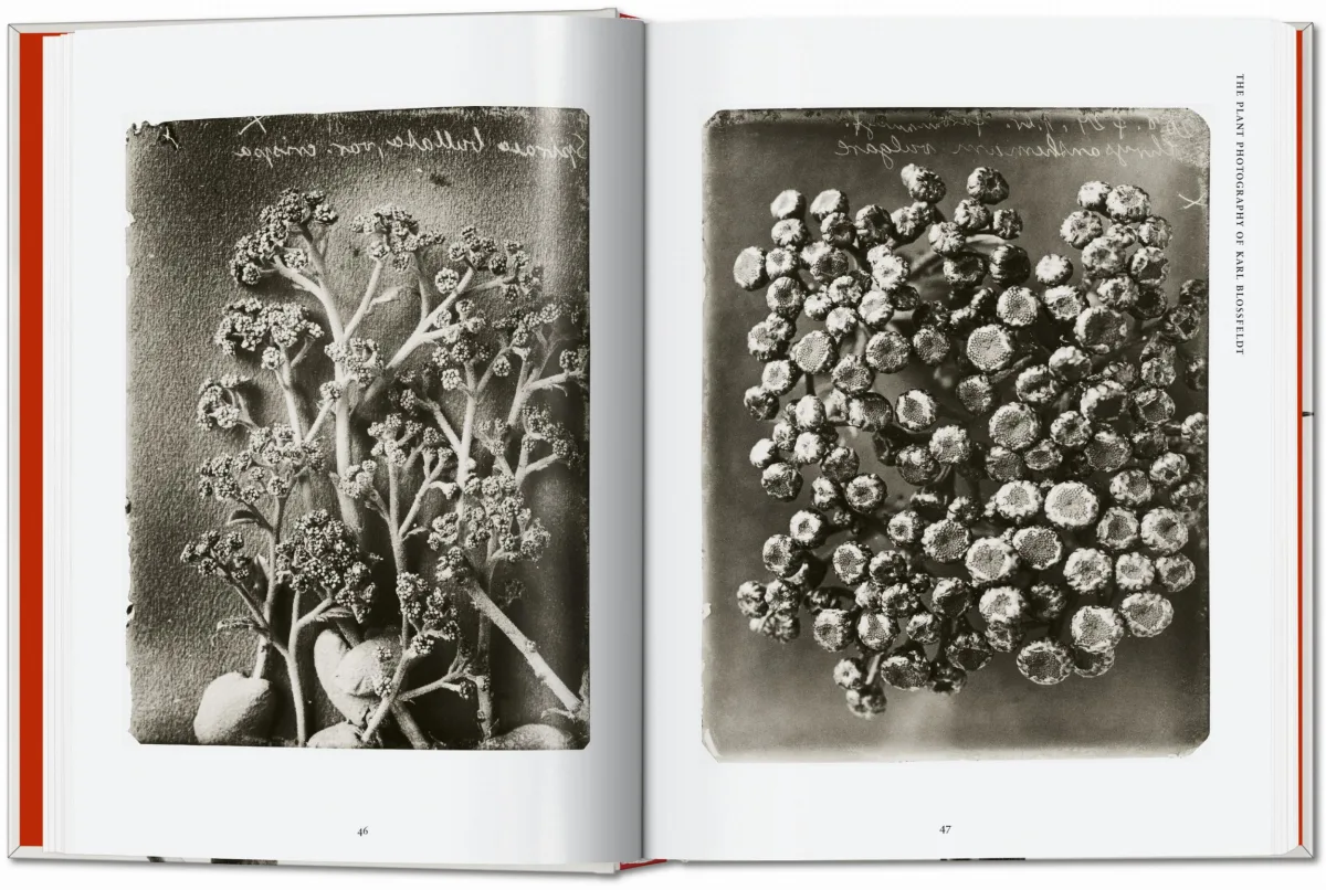 TASCHEN Karl Blossfeldt. The Complete Published Work. 40th Ed Tägliche Deals