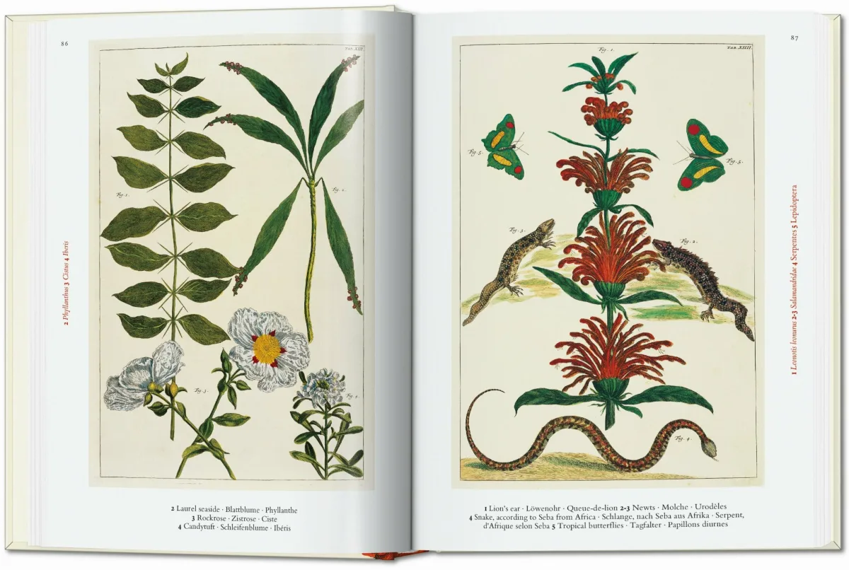 TASCHEN Seba. Cabinet of Natural Curiosities. 40th Ed Lagerräumung