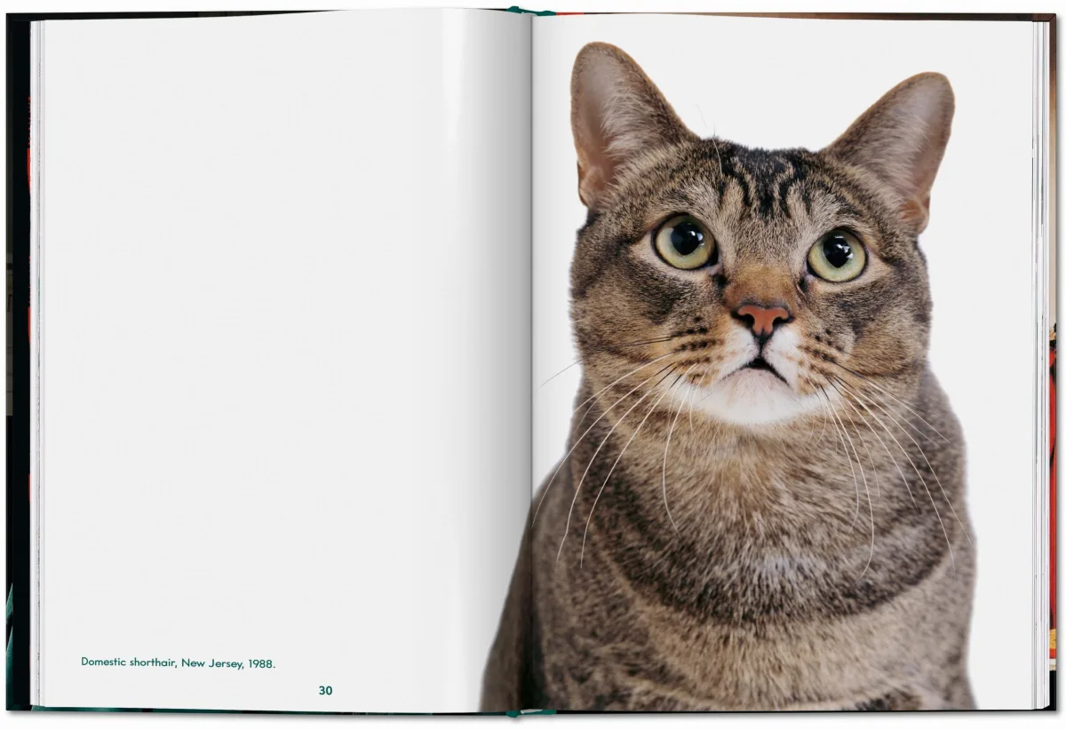 TASCHEN Walter Chandoha. Cats. Photographs 1942–2018 Bis zu 60% Rabatt