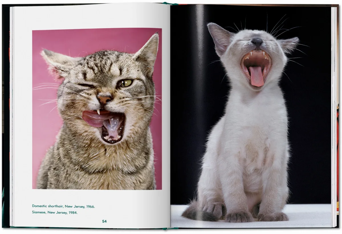 TASCHEN Walter Chandoha. Cats. Photographs 1942–2018 Bis zu 60% Rabatt