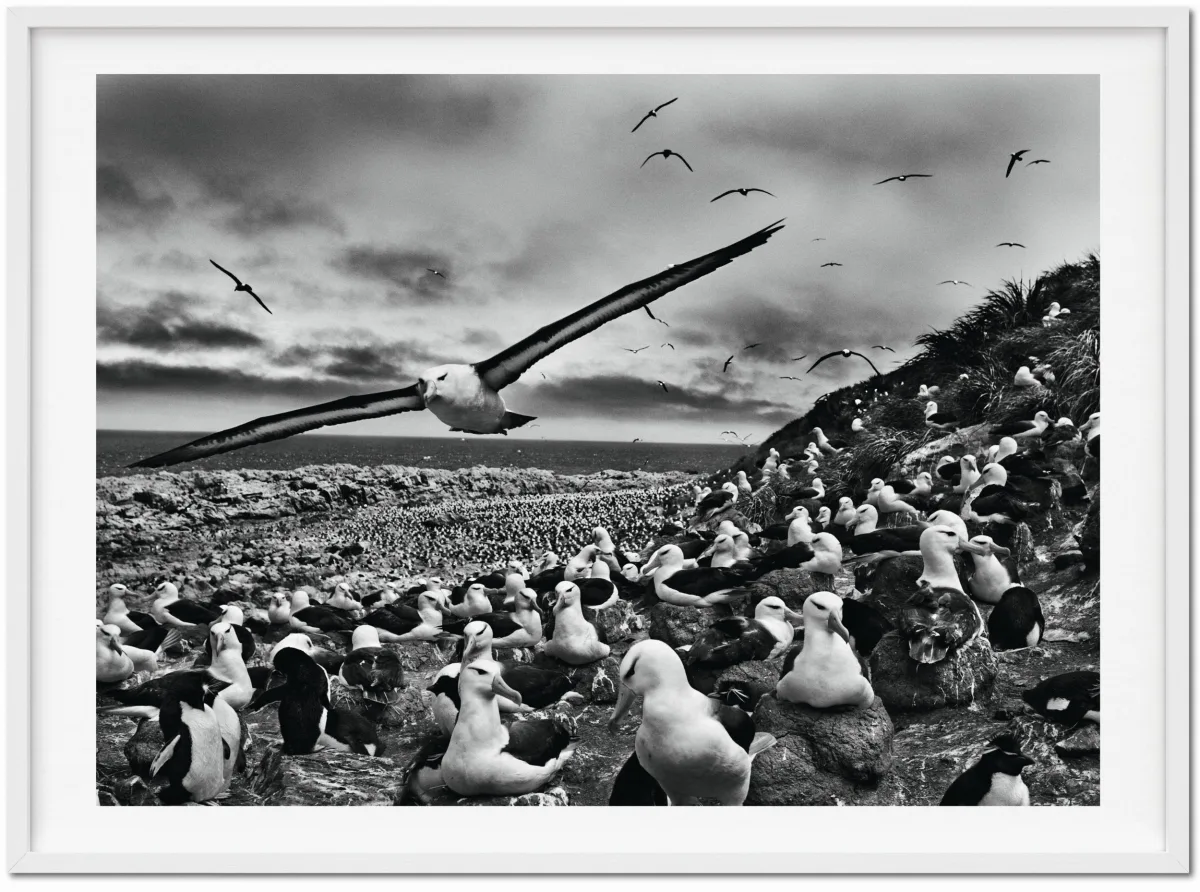 TASCHEN Sebastião Salgado. Genesis. Art Edition No. 201–300 ‘Black-Browed Albatrosses, Falkland Islands’ Discount Store für neue Produkte