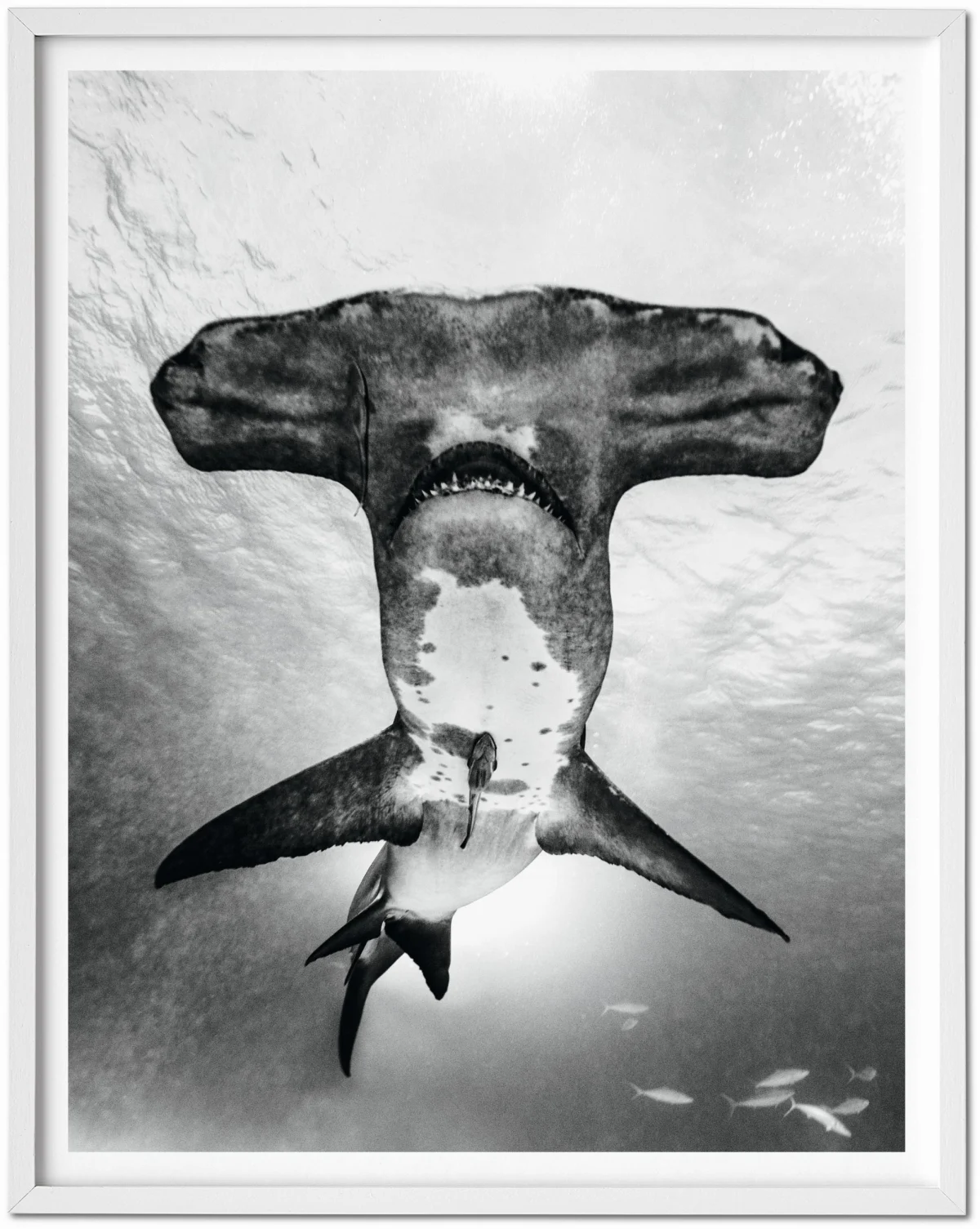 TASCHEN Michael Muller. Sharks, Art Edition No. 101–200 ‘Under Study’ Begrenzt auf 3 Tage
