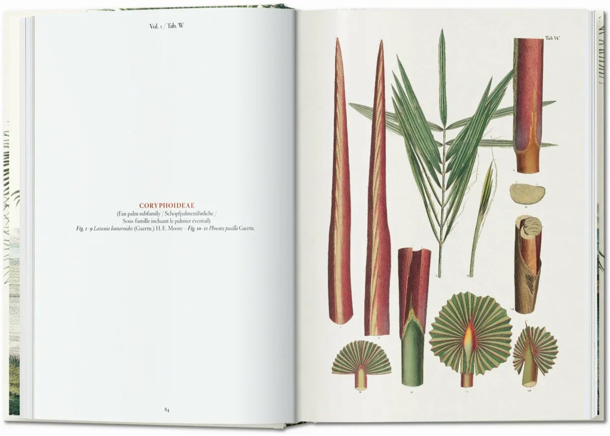 TASCHEN Martius. The Book of Palms. 40th Ed Muttertagsangebot