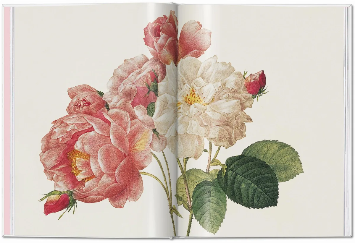 TASCHEN Redouté. Roses Tägliche Deals