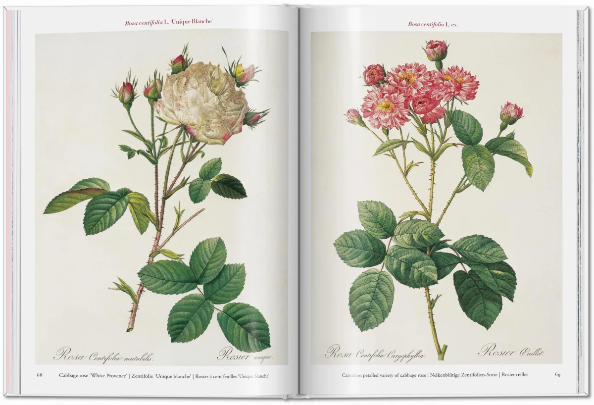 TASCHEN Redouté. Roses Tägliche Deals